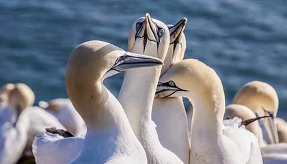 开云体育中国官方网站-中国篮球职业联赛球队战术体系创新分析，中国篮球技术